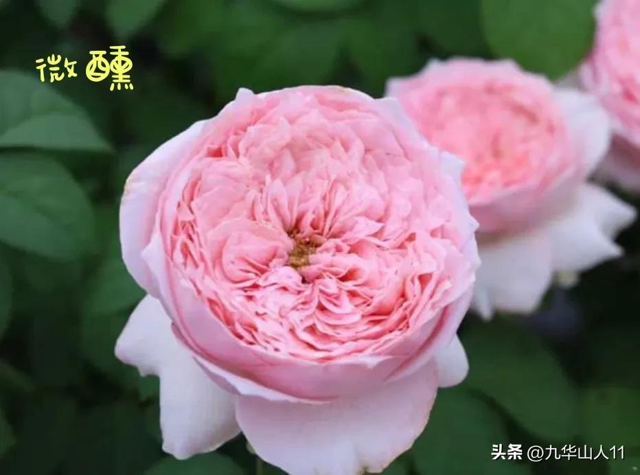 天狼无刺多头月季品种有哪些,天狼十大藤本月季排名