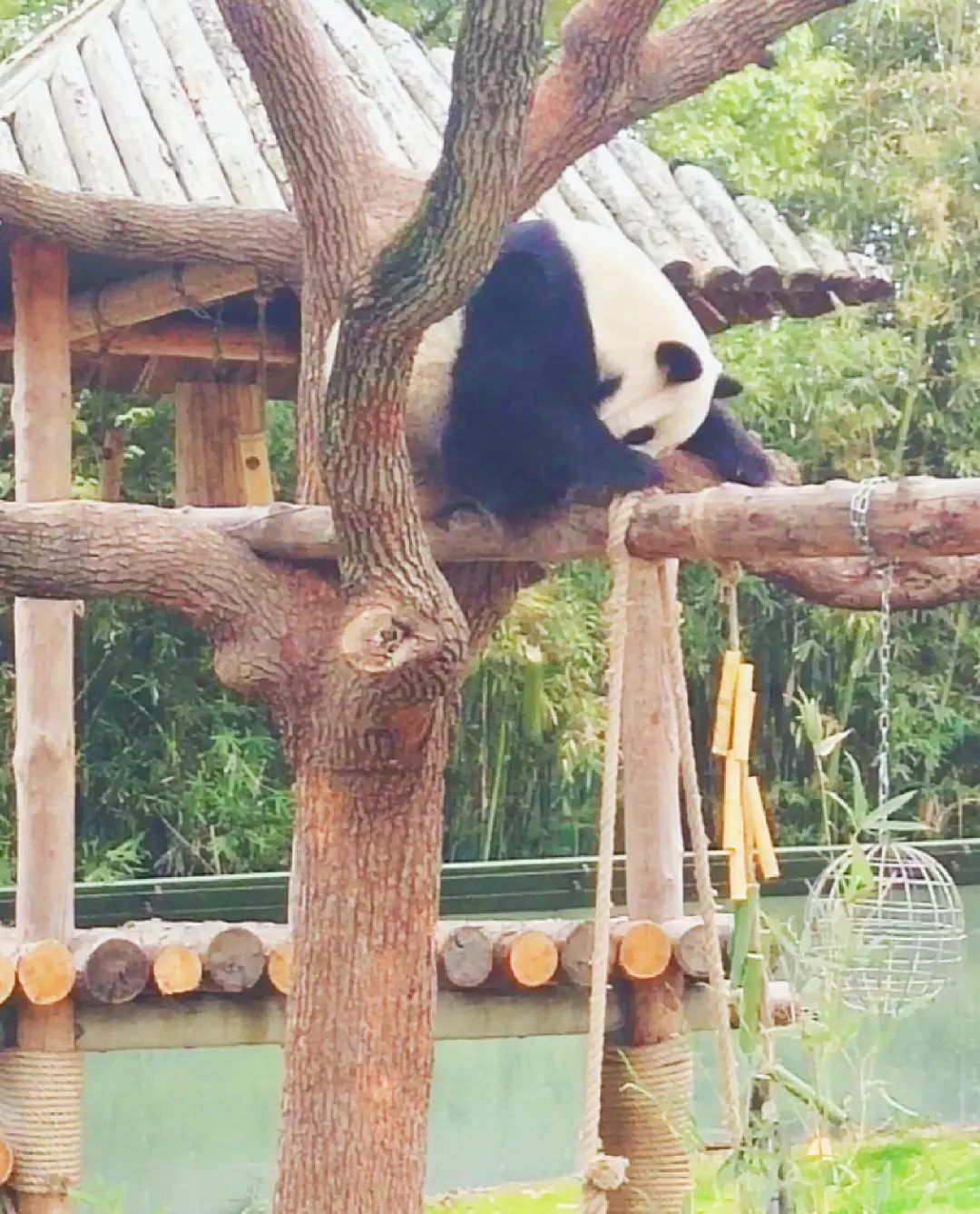 上海野生动物园建议周六周天去吗,上海野生动物园通玩一日游攻略
