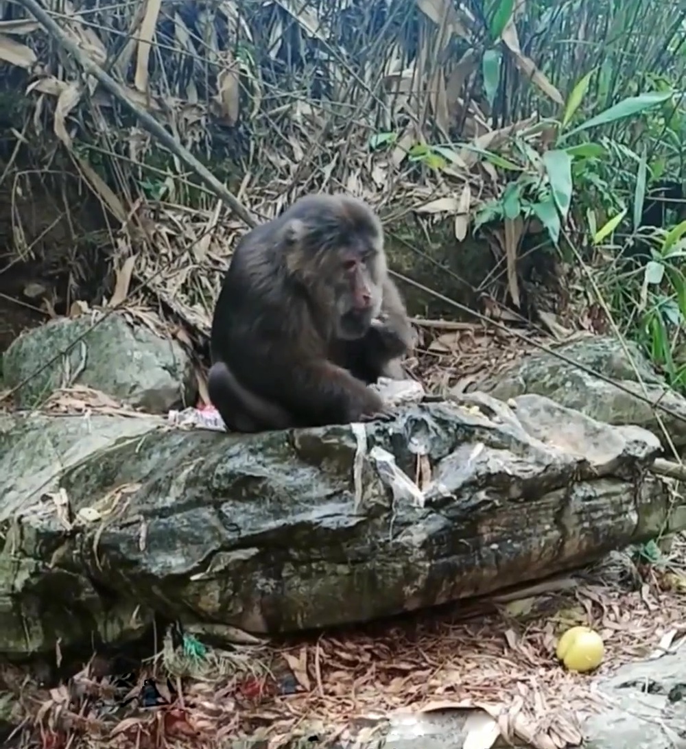 野生金丝猴被人围观,云南昭通发现金丝猴