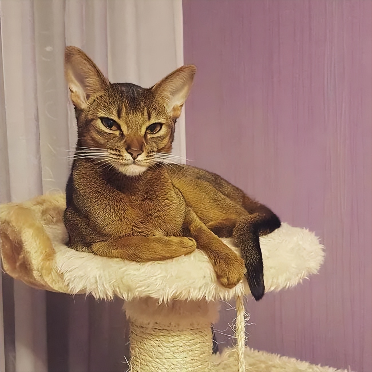 家猫常见的8个品种,常见的家猫都是什么品种