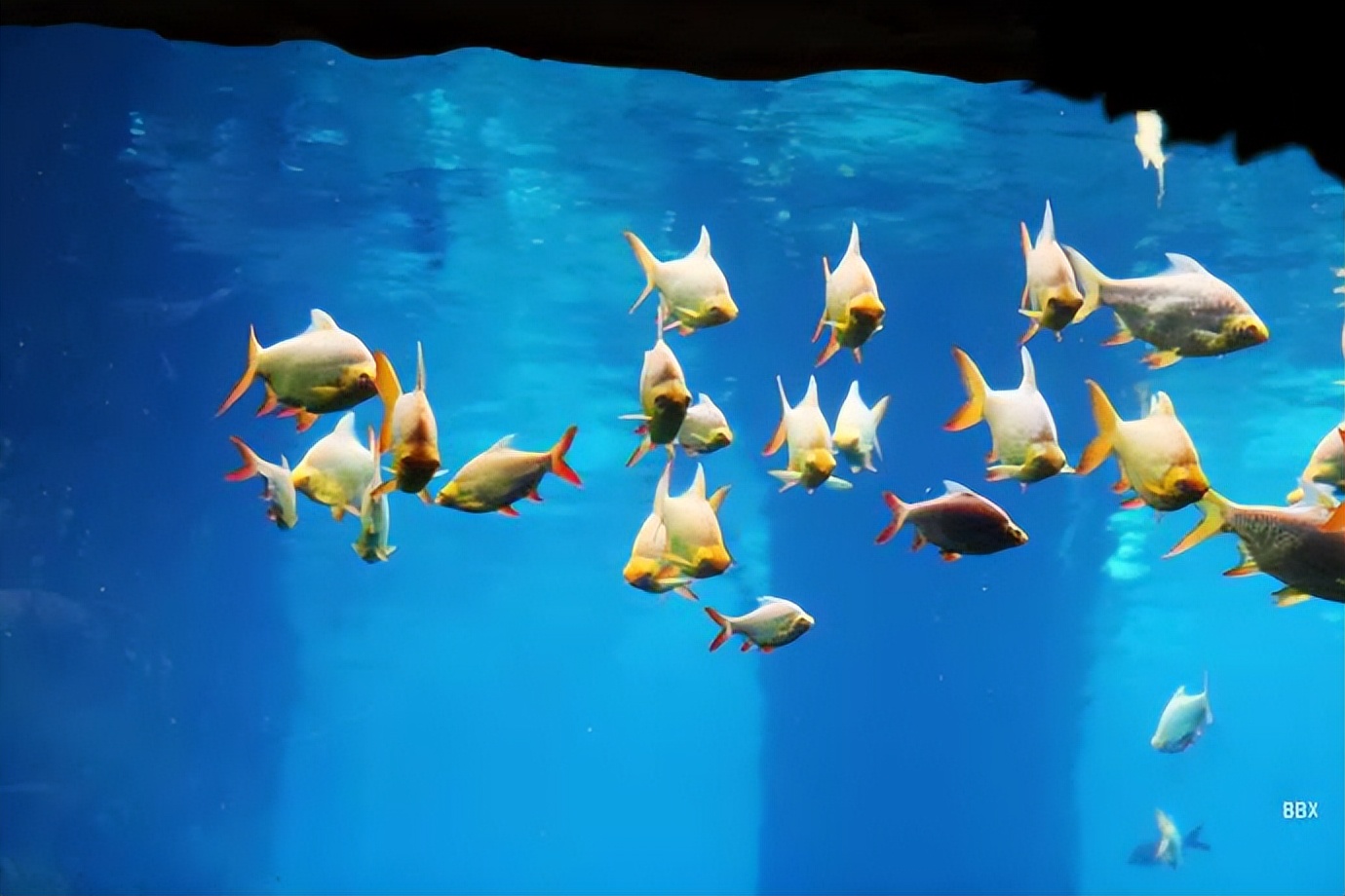 珠海长隆海洋王国水下走廊,世界级海洋乐园珠海长隆海洋王国