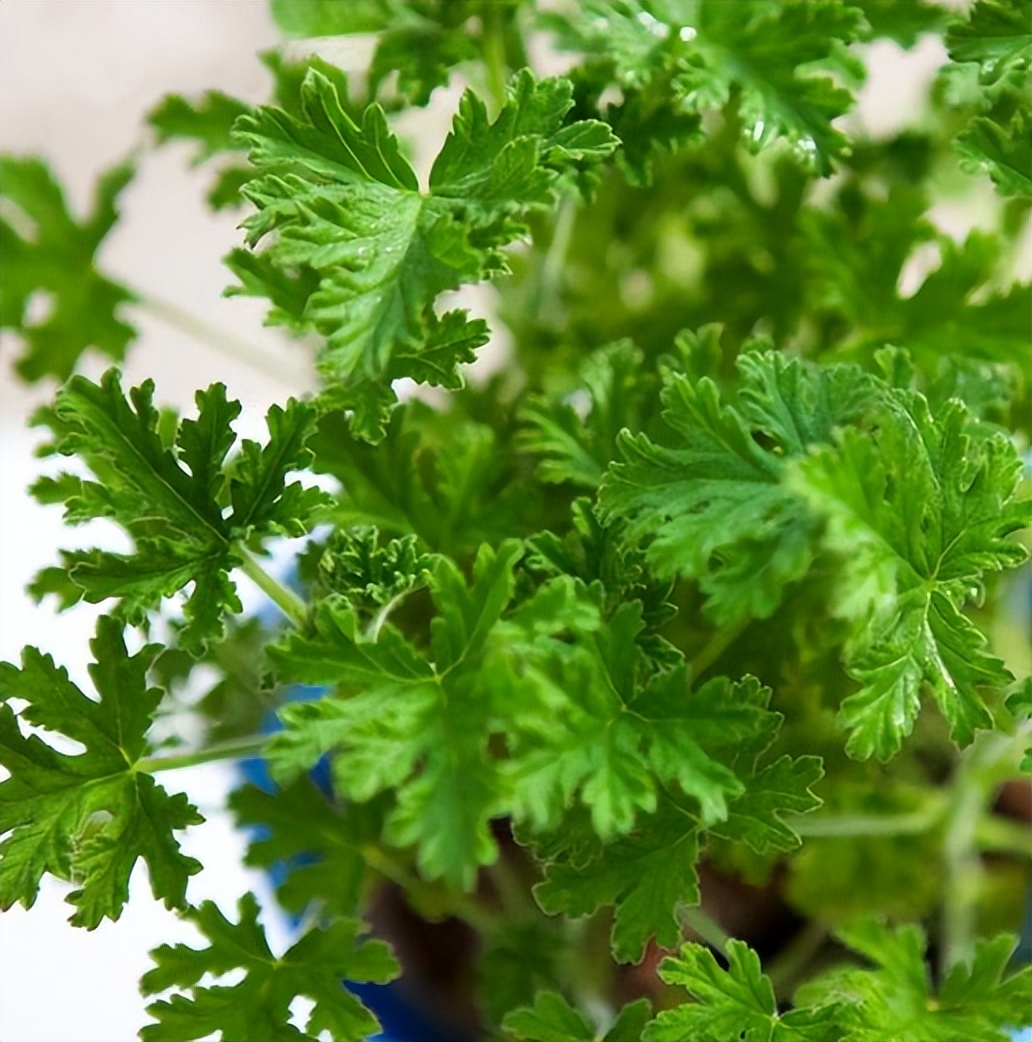 驱蚊草繁殖注意事项,驱蚊草的养殖方法及注意事项