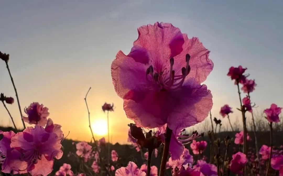 花漾一站式,花漾图们一站式体验春日浪漫