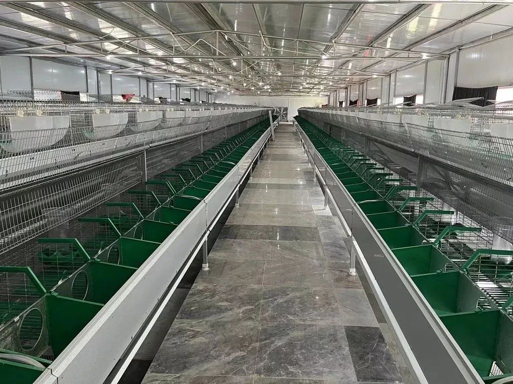 洲仔镇肉兔,小兔子乖乖把门开好运来