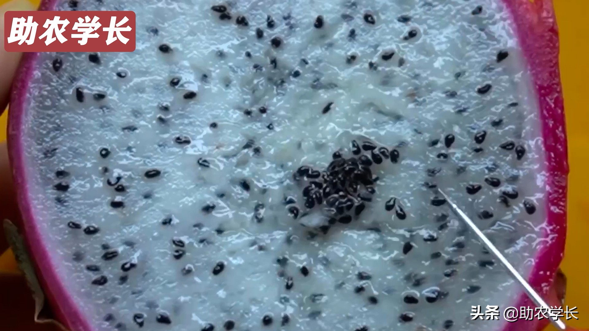 火龙果种子种植到结果的技术方法,如何培育火龙果又大又甜