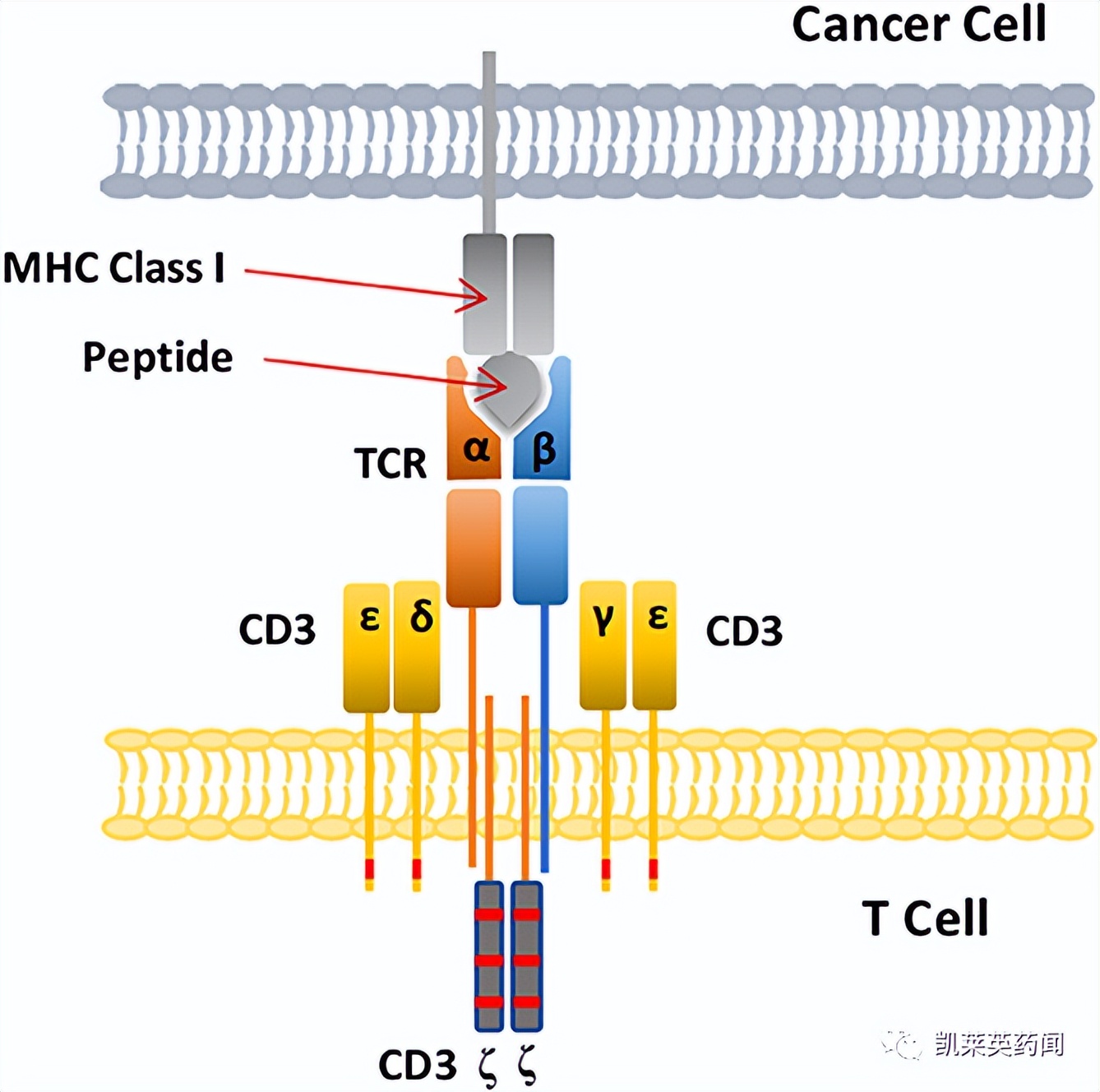 TCR创新药：不止是TCR-T、还有TCR蛋白药