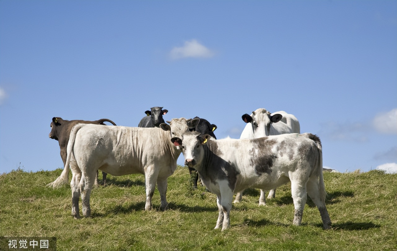 猪口蹄疫最好的治疗方法和特效药,口蹄疫紧急治疗和预防猪口蹄疫