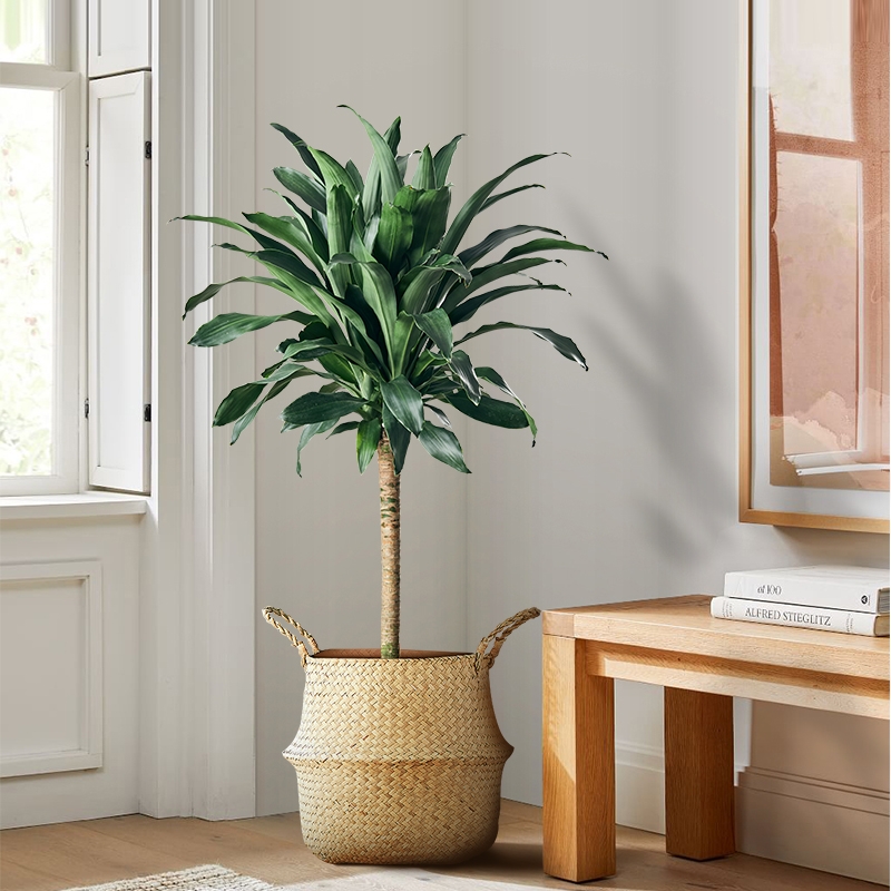 家居必备的几款高颜值中大型绿植,40款超治愈的家居绿植