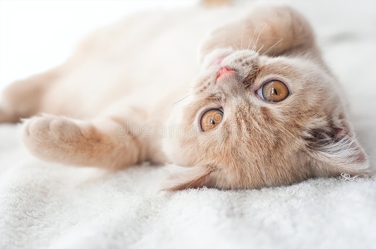 猫咪得猫癣秃了怎么办,猫咪身上秃了几块怎么办