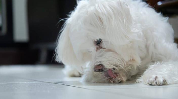 狗狗频繁的抓挠啃咬的样子,狗狗舔咬爪子怎么回事