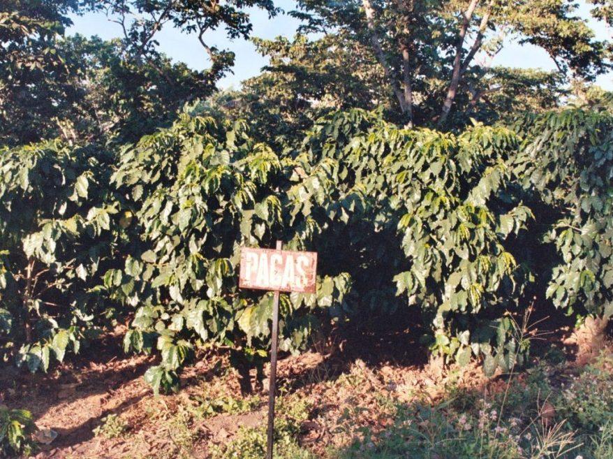 品种｜朝见波旁王朝