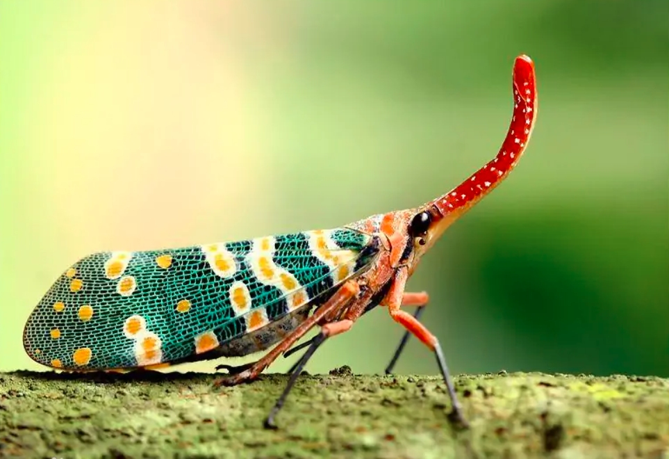 亚马逊河是世界最可怕的河吗,亚马逊河真的比长江长吗