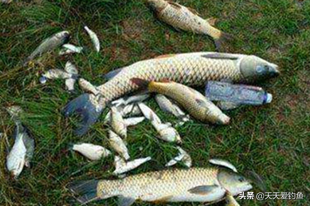 五种窝料,5个窝料最佳搭配