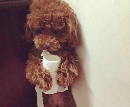 为什么泰迪喜欢咬陌生人的手,为什么泰迪爱咬尾巴