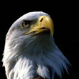 面包夹知识,面包夹心冷知识