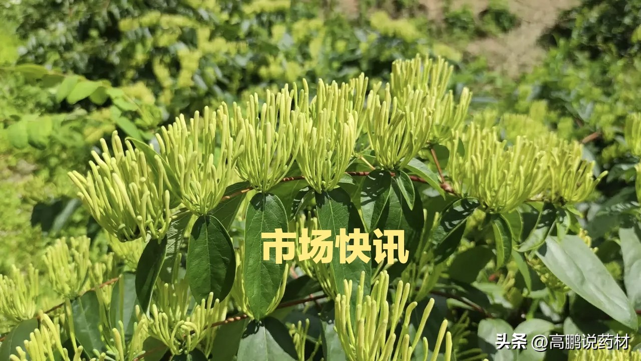 高鹏说药材,高鹏说药材板蓝根