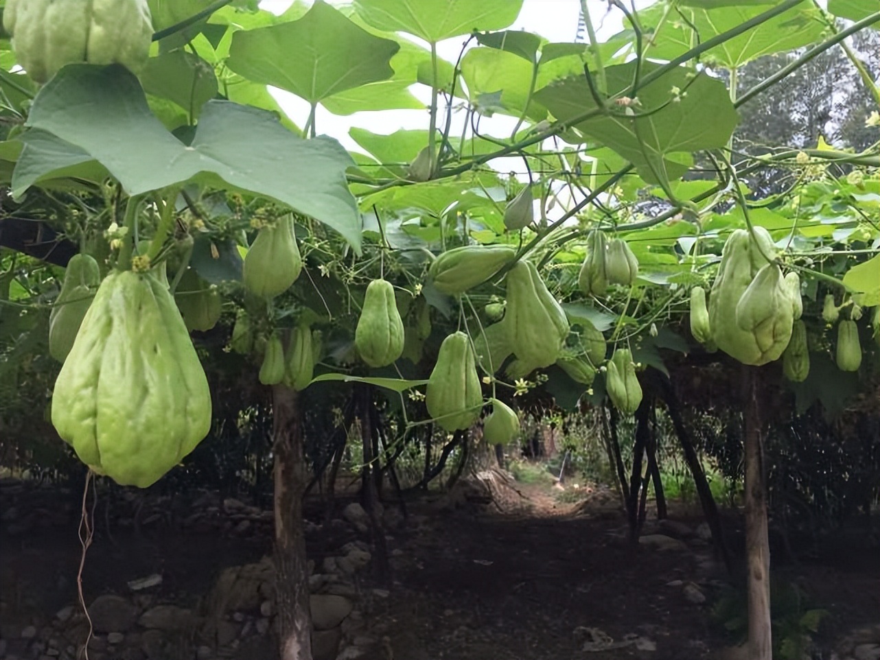 佛手瓜拿来喂猪有什么好处,佛手瓜可以用来喂猪吗