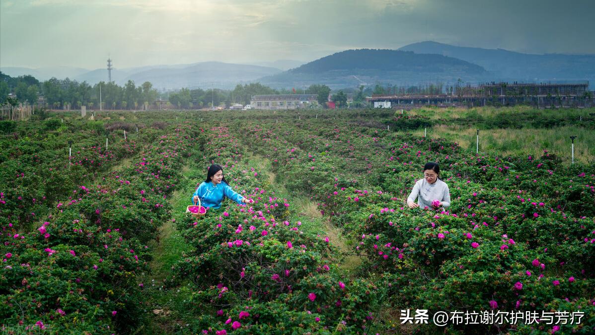 大马士革玫瑰代表意义,大马士革玫瑰味道好闻吗