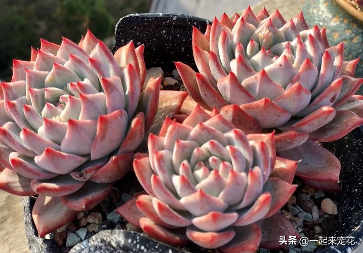 多肉粉蓝鸟怎么玩,粉蓝鸟多肉养护方法和技巧图解