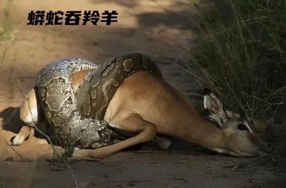 蛇都吃什么,蛇都吃啥