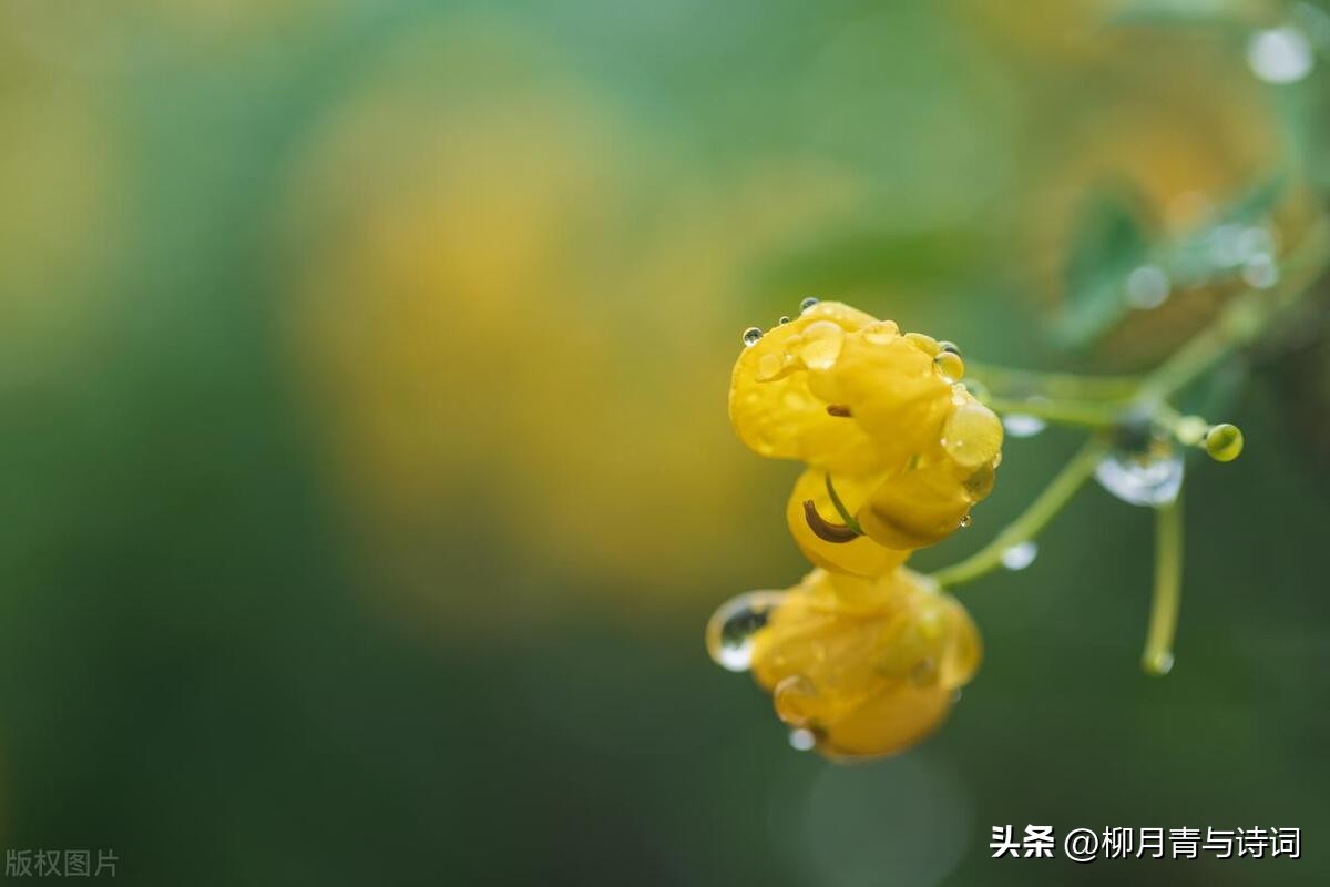 白露古诗100首欣赏,十首最美秋天唐诗五言绝句