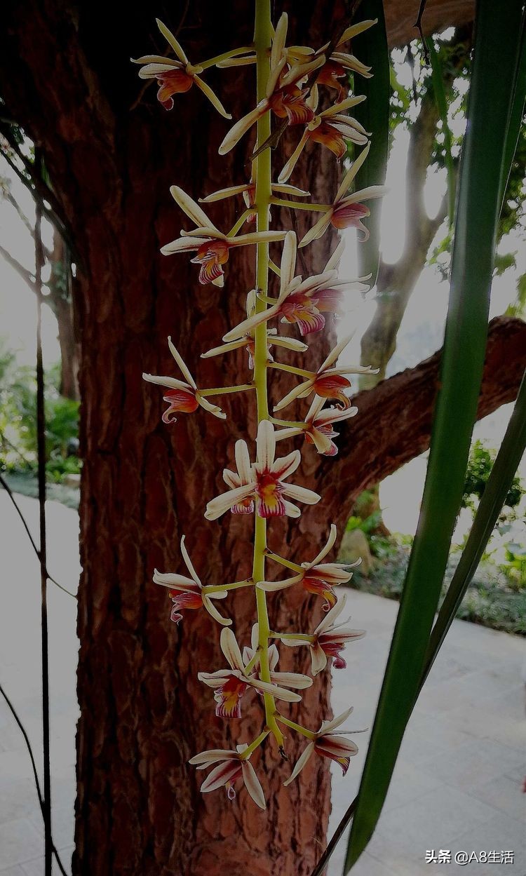 带你认识中华兰花纹瓣兰,顶级纹瓣兰图片