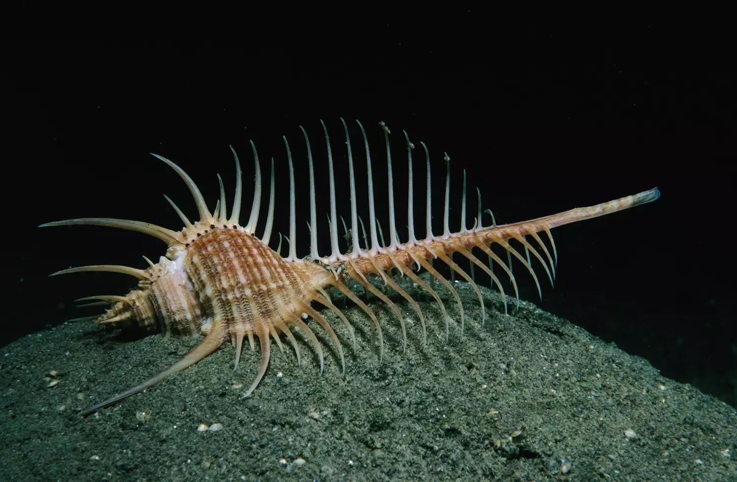 腹足纲动物都有哪些,常见的腹足类软体动物