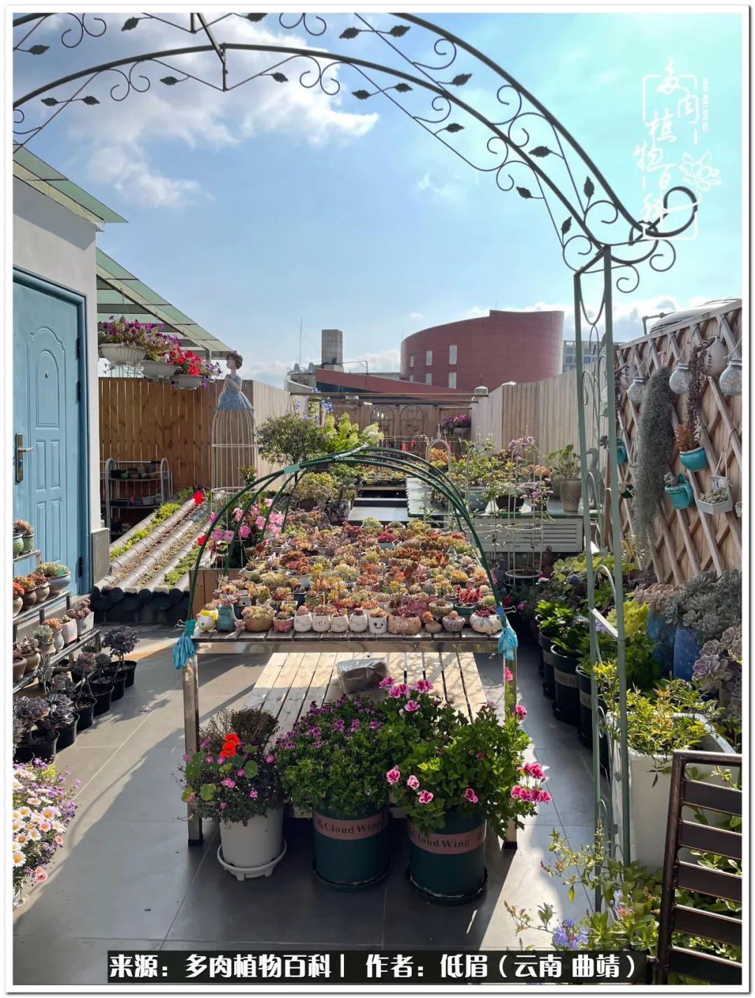 养了七年多肉,养了八年的肉肉终于开花了