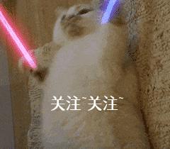 新手养宠物推荐猫还是狗狗,狗狗和猫猫哪个更值得养