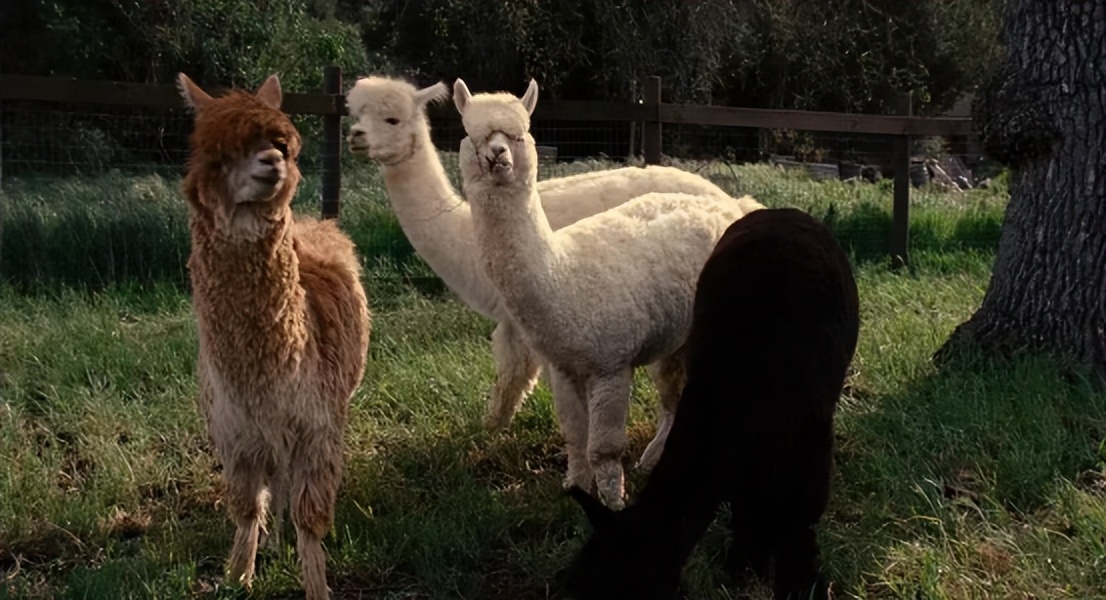 2022圣诞节礼物推荐女生,2022年圣诞礼物女生