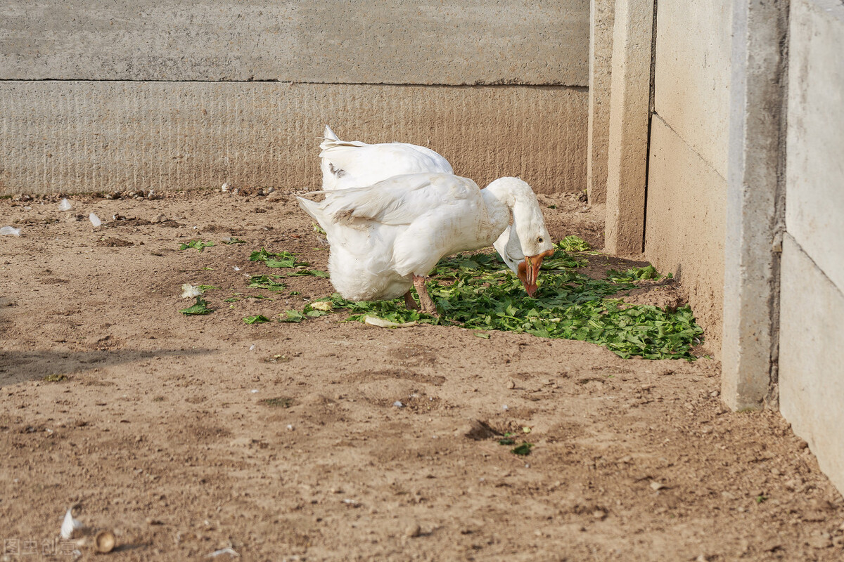 饲料中黄曲霉素超标对猪的危害,饲料中黄曲霉毒素对动物的危害