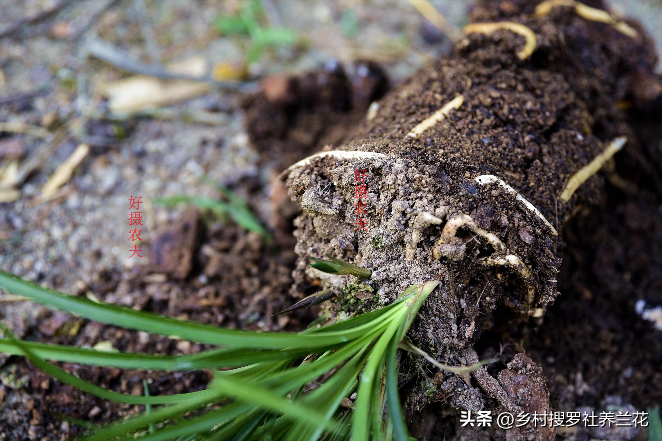 兰花翻盆的注意事项是什么,兰花春天翻盆好还是秋天翻盆好