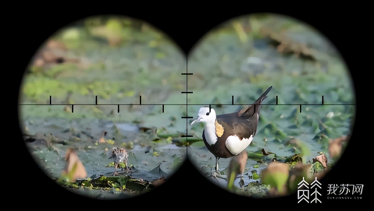 扬州北湖湿地森林公园,扬州北湖湿地公园最新报道