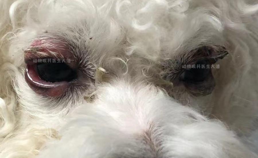 狗狗眼睛脱毛癣如何治疗,狗眼睛发红有脓状眼屎打针