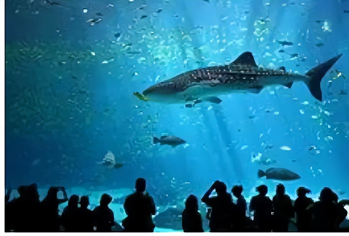 生态头条|地球上现存最大的鱼正在因与船只碰撞走向消亡？