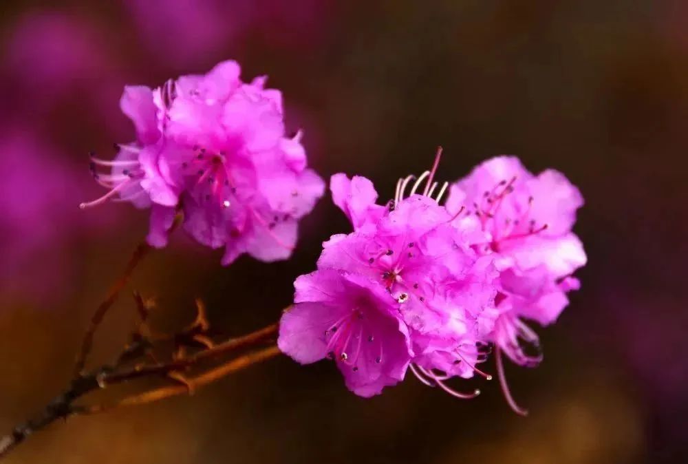 犇福金达莱地址,犇福农场金达莱多吗