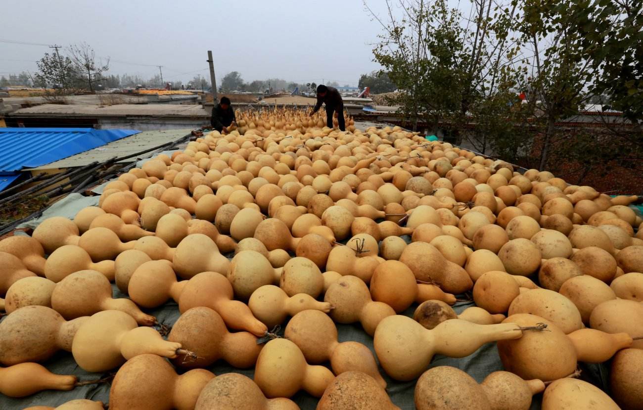 农民一个大棚能卖多少钱,种植小葫芦发家致富