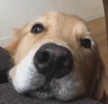 公狗和母狗是如何“交配”的？奇怪的知识又增加了