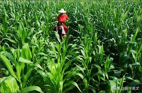 中国最优质的玉米,优质粮食玉米