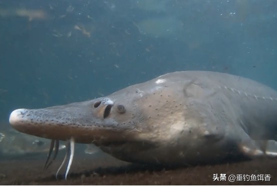 意外捕捞野生达氏鳇,达氏鳇增殖放流活动