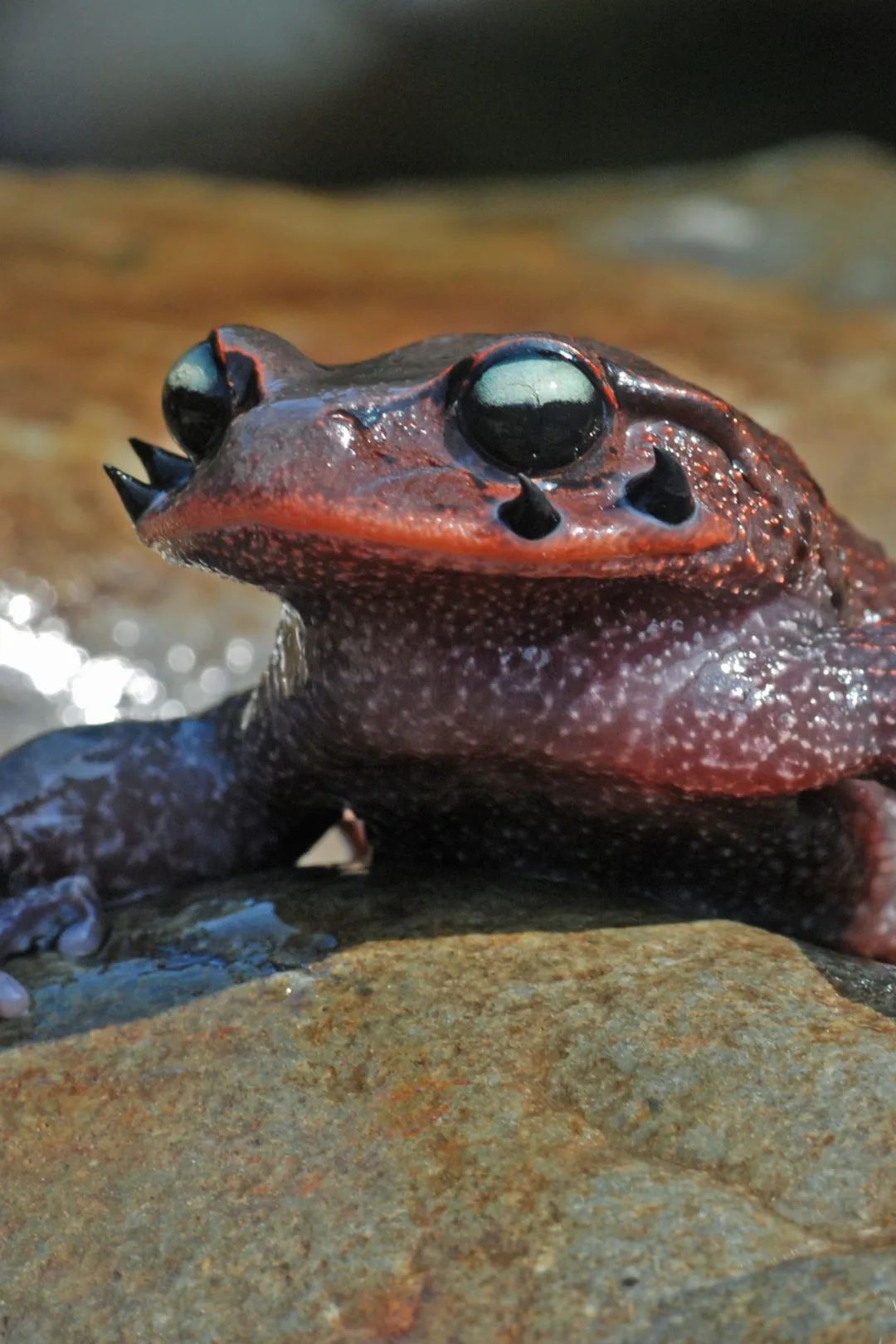 绿色狂想曲,绿色狂想曲三年级