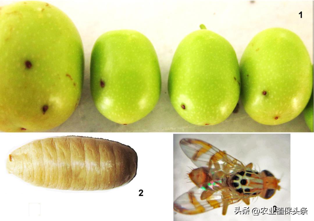 外来入侵物种动物名单,外来物种昆虫有哪些
