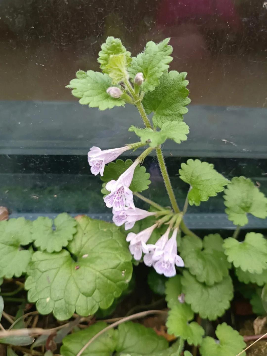 5种药用价值高的野菜,民间有药用价值的野菜