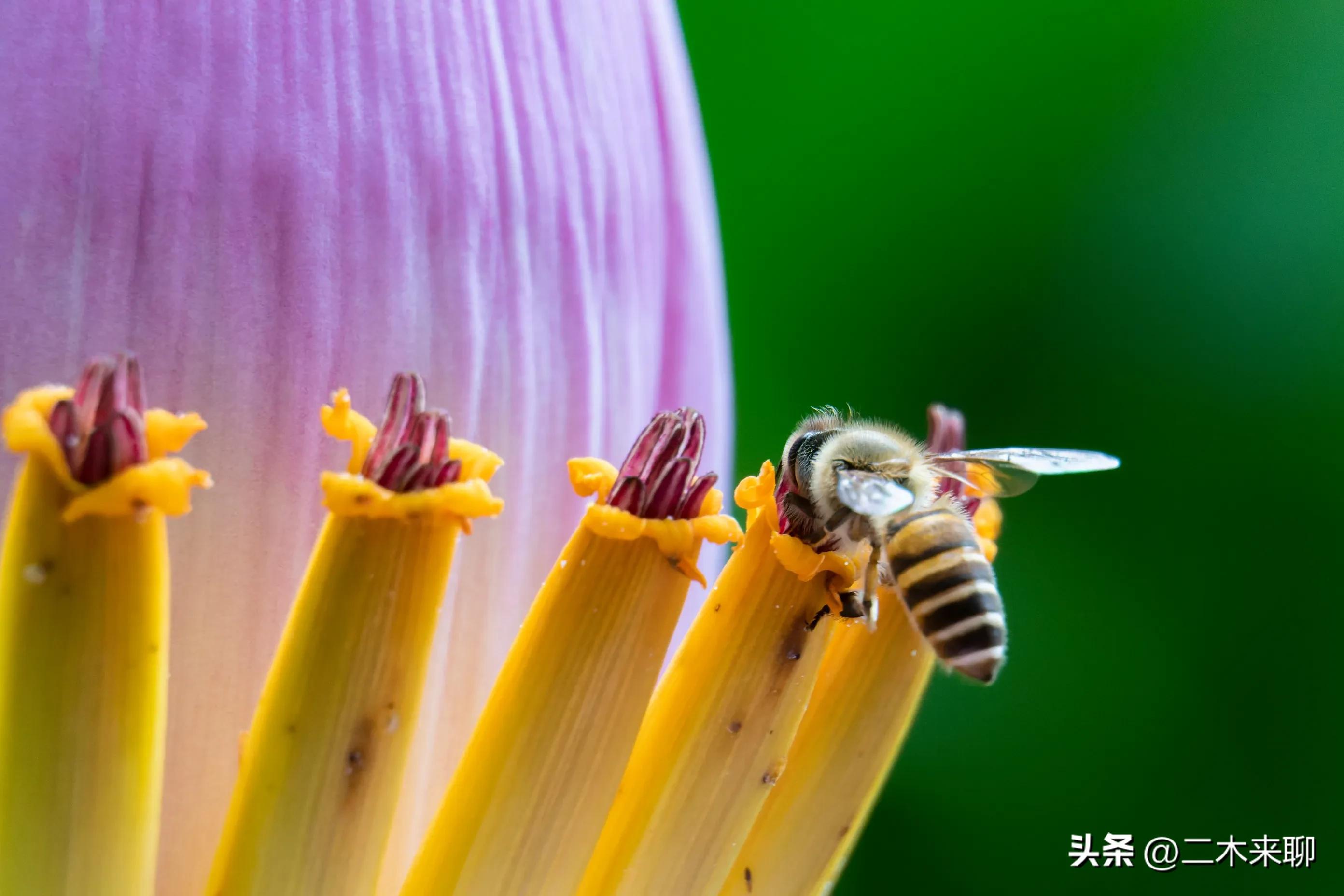 尼康1.1微距镜头评测,尼康105mm微距镜头评测视频