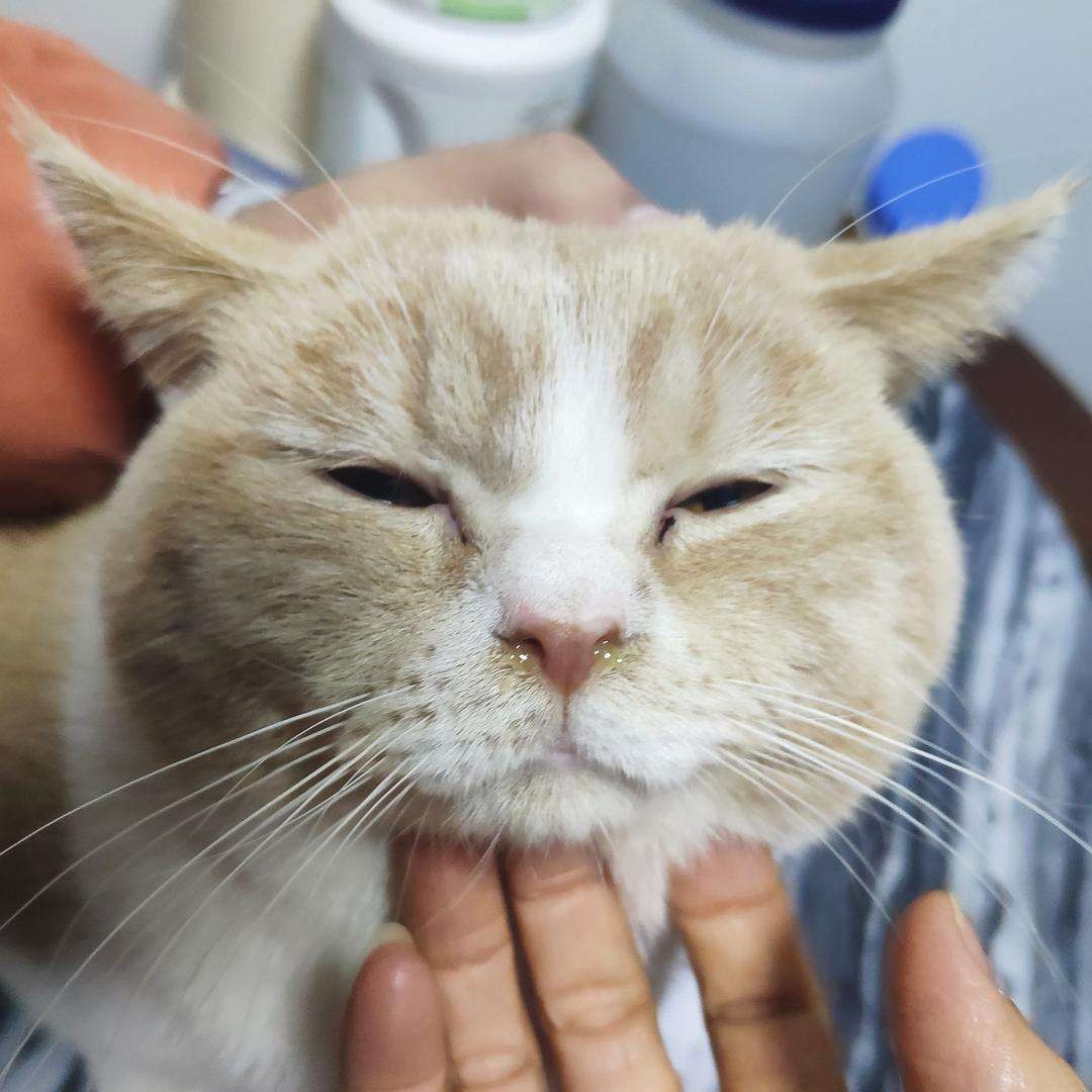 夏天到了猫咪怕热怎么办,夏天到了小猫咪该怎样生活