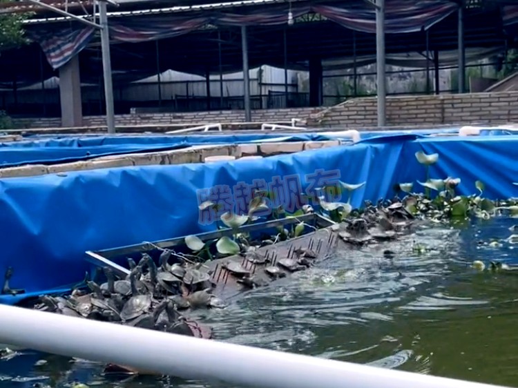 养殖甲鱼一般养在什么地方,甲鱼养殖最好的地方