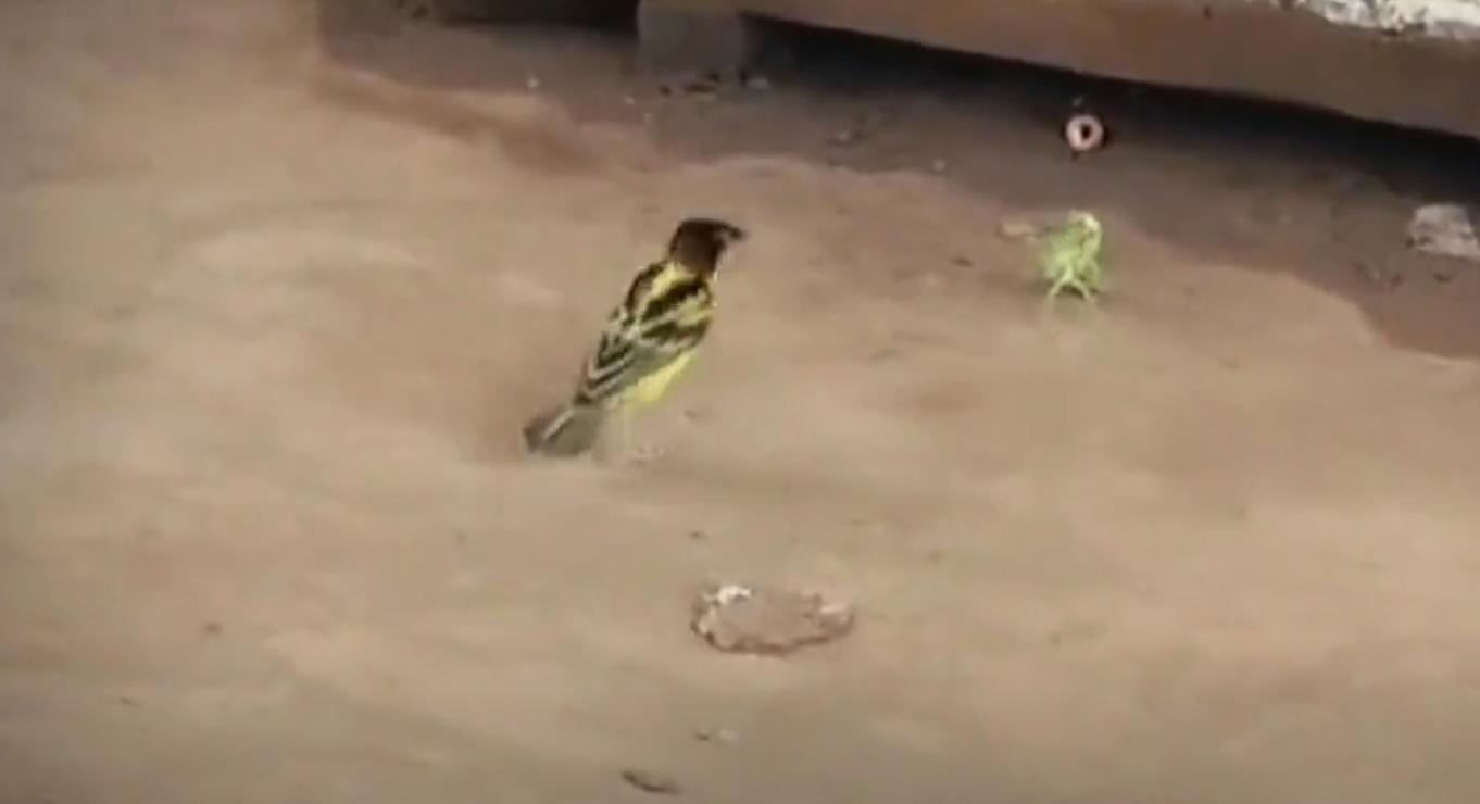 螳螂大战100只世界上最弱的蚂蚁,七大食肉动物大战大象和犀牛