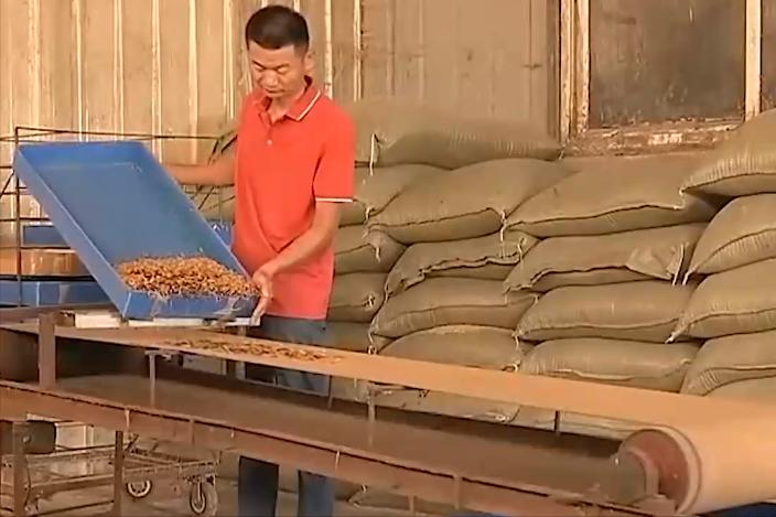 大哥用微波炉烤虫子，年收益高达3000多万元，他是怎么做到的？