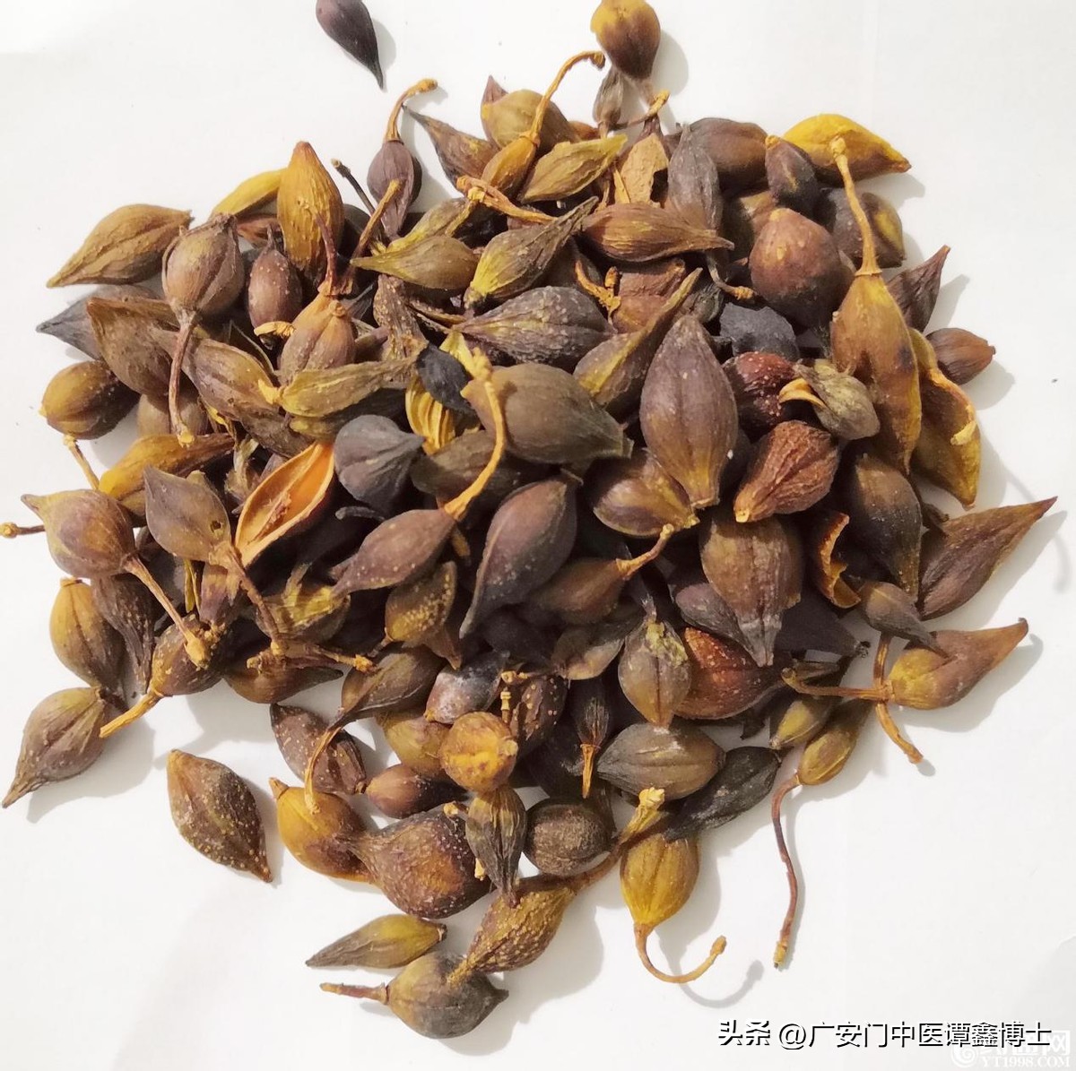 中医治肺癌咳血,肺癌用的清热解毒抗癌中药