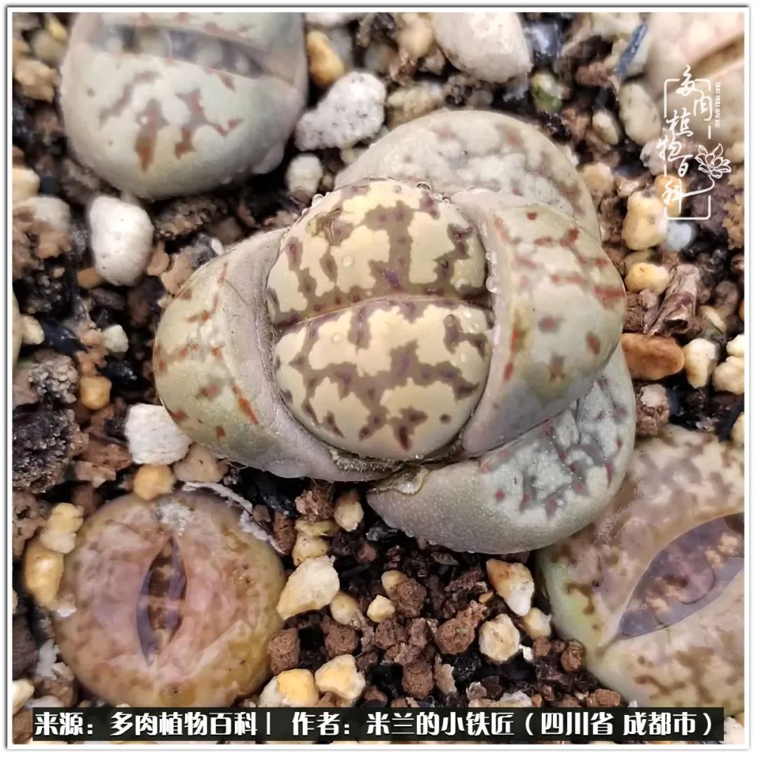 生石花好养吗怎么养护的,生石花的养殖方法和注意事项